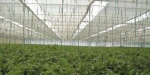 PP Ground Cover