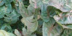 Ornamental Syngonium Plant