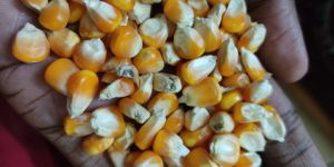 All Types Agriculture Products