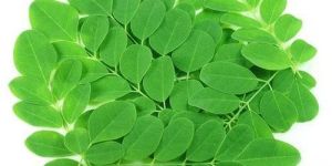 Fresh Drumstick Leaves