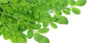Fresh Moringa Leaves