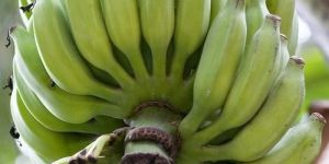 G9 Fresh Banana