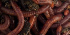 Agriculture Earthworm
