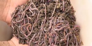 Earthworm Fertilizer