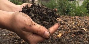 Organic Fertilizer