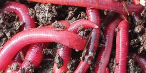 Vermicompost Red Worms