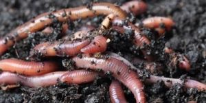Vermiculture Earthworm