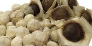 Moringa Oleifera Seeds