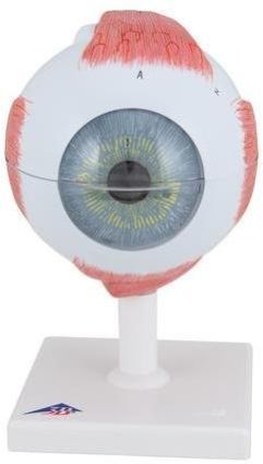 Fiber Glass Human Eye Model