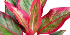 Aglaonema Plants Ex-agar