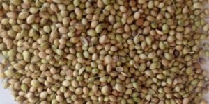 Coriander Seeds