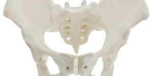 Female Pelvis Model