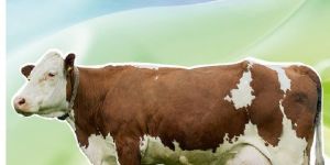 Digest P Livestock Supplements