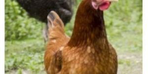 Zircon Poultry Feed Supplement