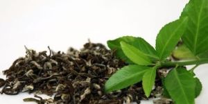 Organic Green Tea
