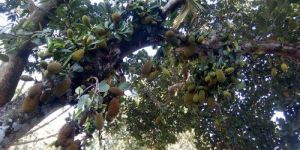 Jackfruit Plant
