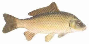 Live Grass Carp Fish