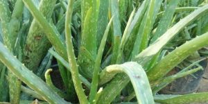 Aloe Vera