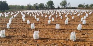 Papaya Plant Protection Cover