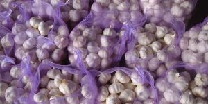 Fresh Garlic