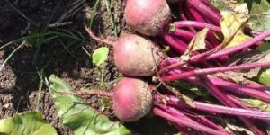 Beetroot