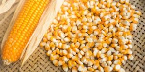 Corn Seeds