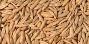 Oats Seeds