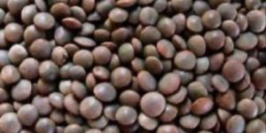 Whole Masoor Dal