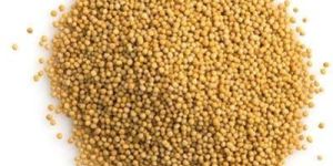 Yellow Mustard Seeds