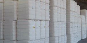 Cotton Fiber