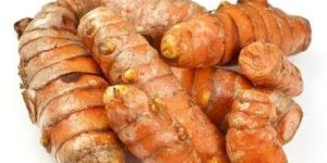 Fresh Turmeric Seeds