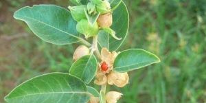 Ashwagandha Extract