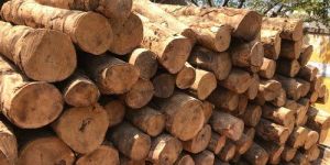 Kumul Wood Logs