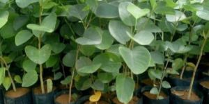 Red Sandal Wood Plant