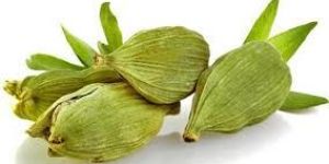 Green Cardamom