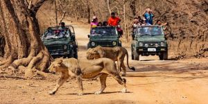 Gir National Park Tour Packages