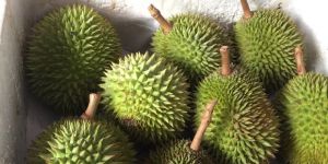 Durian Fruit