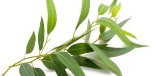 Eucalyptus Oil