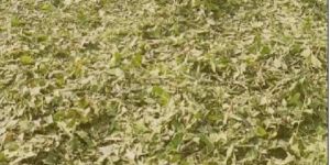 Neem Leaves