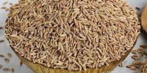 Singapore Cumin Seeds