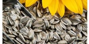 Sunflower Seeds