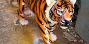 FRP Tiger Statue