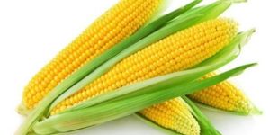 Yellow Corn
