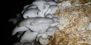 Fresh Oyster Mushroom