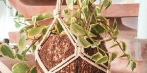 Coconut Shell Hanging Planter