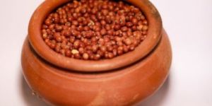 Pigeon Pea