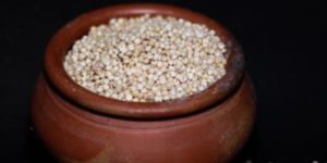 Sorghum