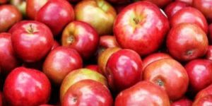 Apples