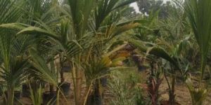 Coconut Tree Plant