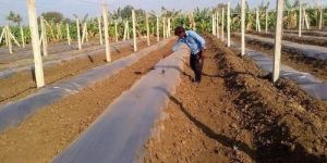 Mulching Paper